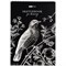 ! РАСПРОДАЖА Скетчбук А4  20л., 120г/м, черная бумага, тв. обл на спир. "Black line. Bird" (SkA420_38360, ArtSpace) - фото 199733