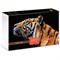 Puzzle Hatber  500 элементов "Premium. Legend Art Series. Взгляд тигра" + постер (500П32_25127) в подар. коробке