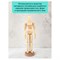 Манекен человека художественный ГАММА 20см., женский, деревянный, "Студия" (180520219) - фото 257266
